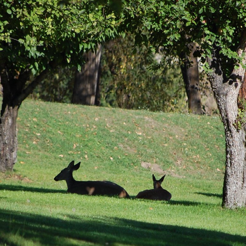 Living close to wildlife in the Boundary wildlife grand forks, habitat, boundary deer